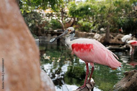 Roseate Spoonbill Platalea Ajaja A Gregarious Wading Bird Of The Ibis