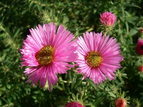 Herbstastern Aster sp Botanischer Garten Universität Rostock