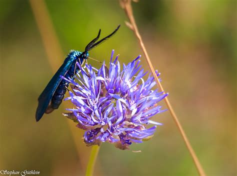 Ampfer Grünwidderchen NGIDn1182315379 naturgucker de enjoynature