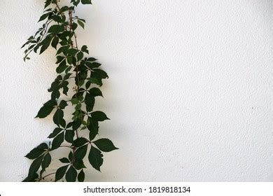 Green Creeping Plants On White Wall Stock Photo 1819818134 | Shutterstock