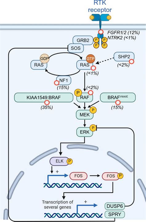 Mapk Pathway In Pediatric Low Grade Gliomas Rtk Receptor Tyrosine