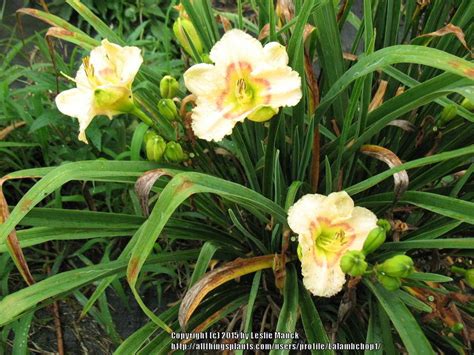 Photo Of The Entire Plant Of Daylily Hemerocallis Siloam Baby Talk