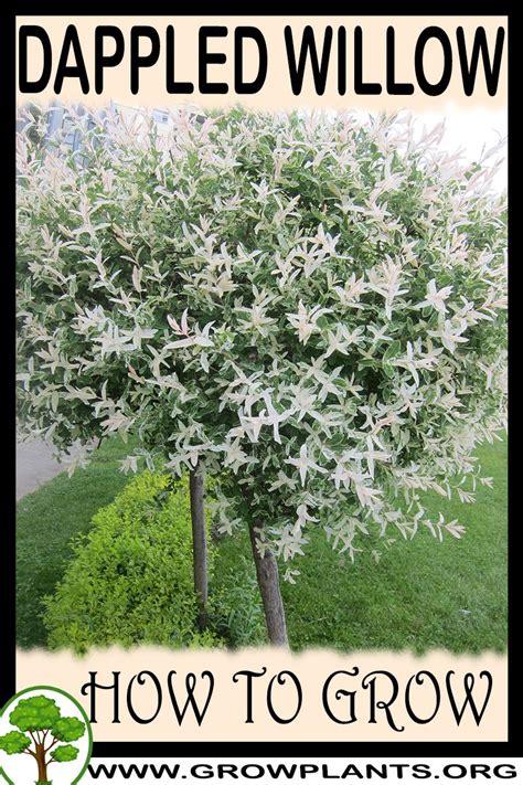 Dappled willow - How to grow & care