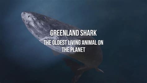 Greenland shark: the oldest living animal on the planet - Proto Animal