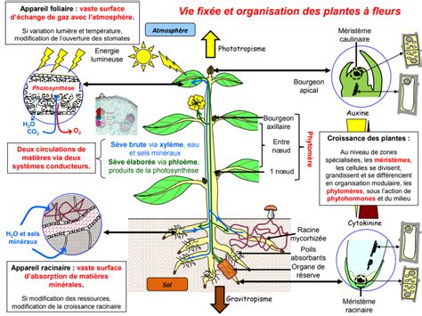 De La Plante Sauvage La Plante Domestiqu E