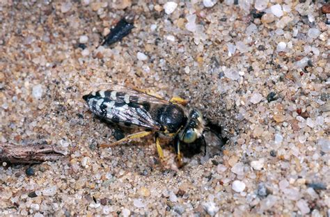 Cuckoo bee - Stock Image - Z345/0828 - Science Photo Library