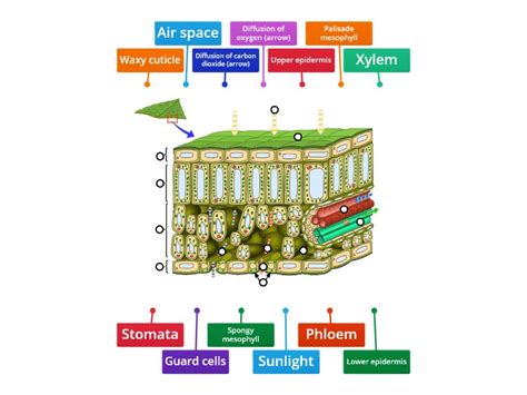 Leaf Structure - Labelled diagram