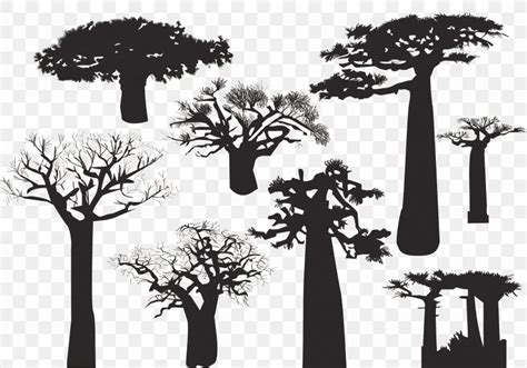 Baobab Tree Silhouette, PNG, 5833x4083px, Baobab, Black And White ...