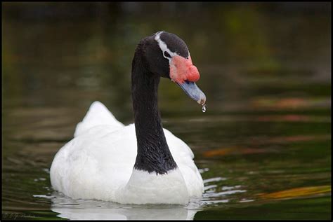 Black-necked Swan