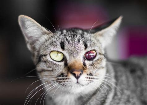 Feridas Do Vermelho Do Sangue Dos Olhos De Gato Imagem De Stock