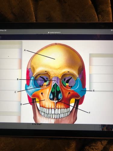 Anatomy Chapter 5 Bones Kahoot Flashcards Quizlet