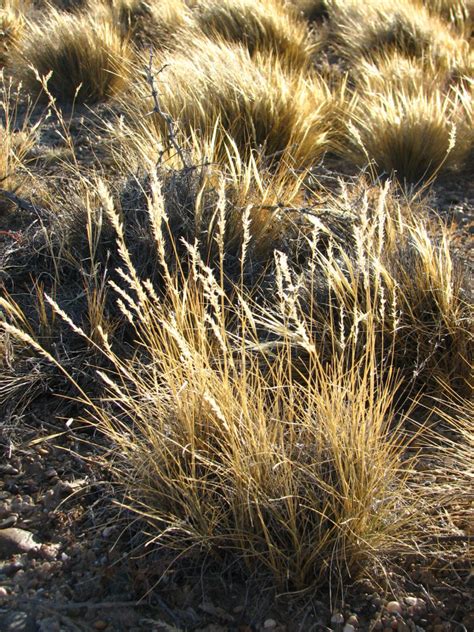 Estudian La Respuesta Fotosint Tica De Las Principales Especies De