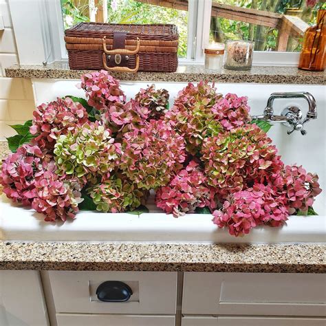 3 Easy Ways To Dry Hydrangeas Shiplap And Shells