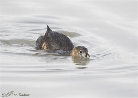 “Gradual Diving” Pied-billed Grebe – Feathered Photography