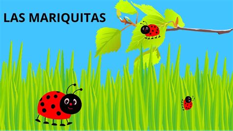 Las Mariquitas Para NiÑos Todo Sobre Las Mariquitas En EspaÑol Youtube