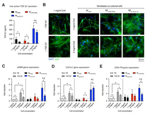 Fibroblast To Myofibroblast Differentiation In The Presence Of