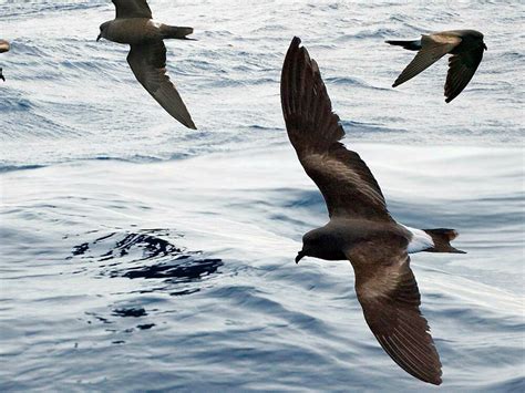 Leach's Petrel Bird Facts (Oceanodroma leucorhoa) | Bird Fact