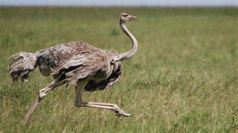 Ostrich Wallpapers Animal Hq Ostrich Pictures 4k Wallpapers 2019