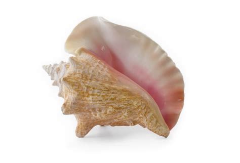 11 Facts About The Conch Pearl You Need To Know Jewelry Guide