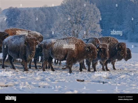 herd, european bison, herds, european bisons Stock Photo - Alamy