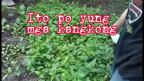 Tara Mag Spray Tayo Ng Pechay Ampalaya Patola At Kangkong YouTube