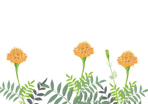 Marigold Flower Watercolor Stock Vectors Istock