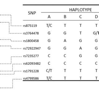 Structure Of The Estimated Haplotypes And Position Of The SNPs