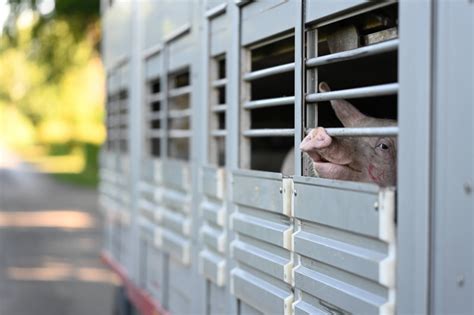 Ceny skupu trzody chlewnej biją rekordy Eksperci wskazują 3 przyczyny