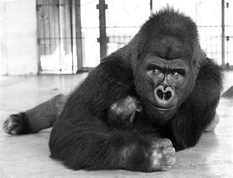 🔥 Phil the Eastern Lowland Gorilla. Held the record for largest gorilla ...