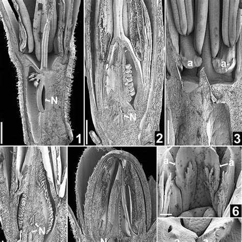 SEM micrographs of longitudinal view of Bromeliaceae flowers. Fig. 1 ...