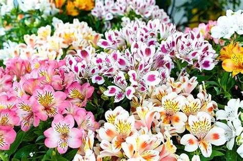 Guida Completa Alla Coltivazione Dell alstroemeria Tutto Ciò Che Devi