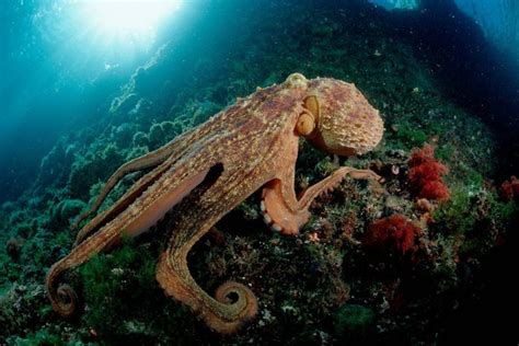 Quanto Tempo Vive Um Polvo - História do Polvo e Origem do Animal | Mundo Ecologia