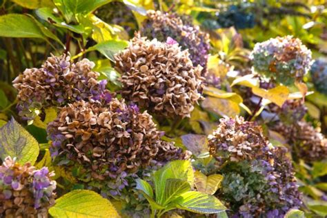 Hortensia Snoeien Wanneer En Hoe Pak Je Dat Aan Gardeners World