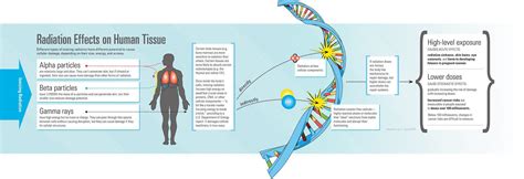 Infographic showing the effects of radiation on human tissue – Woods ...