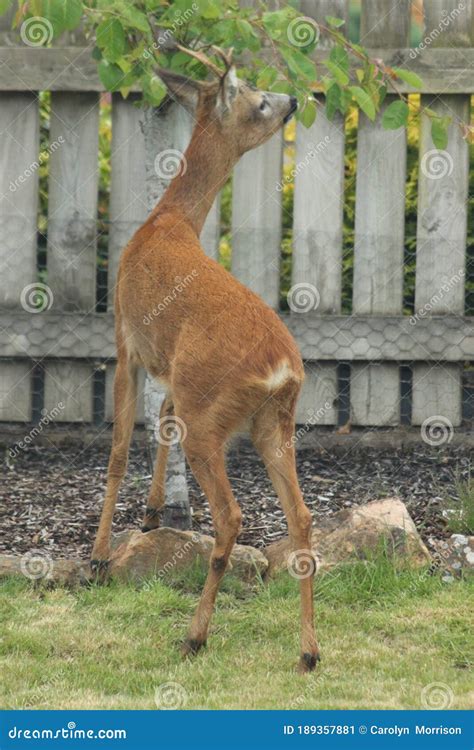 Roe Deer Scottish Highands Scotland Stock Image Image Of Brown