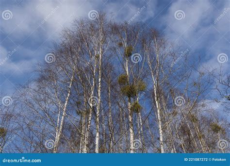 Rboles En El Bosque De Kampinos En Polonia Foto De Archivo Imagen De