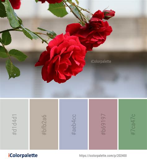 Color Palette Ideas from Flower Red Rose Image | iColorpalette