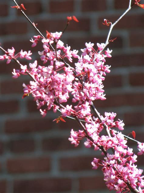 Eastern Redbud J Frank Schmidt Son Co