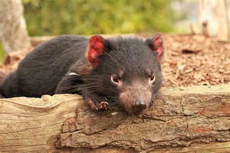 20 Amazing Facts about the Tasmanian Devil! — Bonorong Wildlife Sanctuary