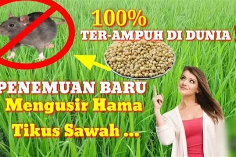 Ide Kreatif Cara Ampuh Mengusir Tikus Dari Sawah Cuma Menggunakan