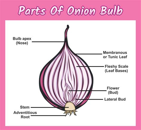 onion form definition  christina gonzales blog