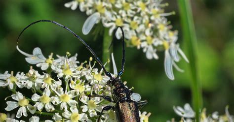 Een Metallic Gekleurde Joekel Natuurblog Van Ron Maliepaard