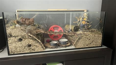 rate  setup  robo hamster rhamsters