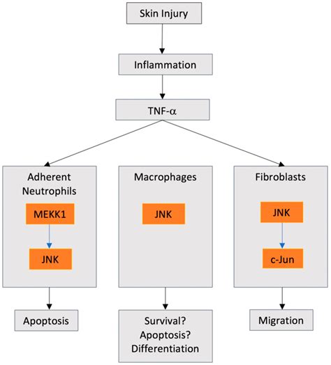 Ijms Free Full Text Jnk Signaling As A Key Modulator Of Soft Connective Tissue Physiology