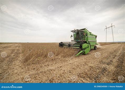 Harvesting Of Soybean Stock Photo Image Of Gold Cultivated