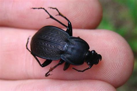 Ground Beetle Carabus Vinctus Bugguide Net