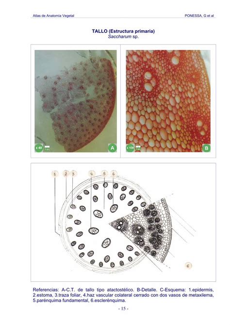 Pdf Atlas De Anatom A Vegetal Ponessa G Et Al Atlas De Anatom A