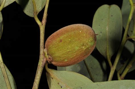 Diospyros Plant9 Ebenaceae Image 82775 At PhytoImages Siu Edu