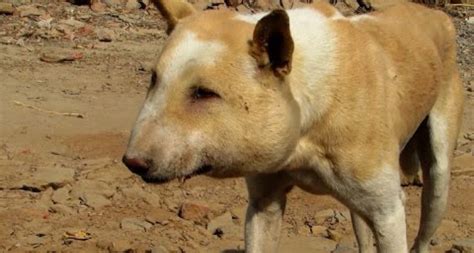 Street Dog Suffering From Huge Abscess Saved [WARNING: GRAPHIC VIDEO] - DogTime