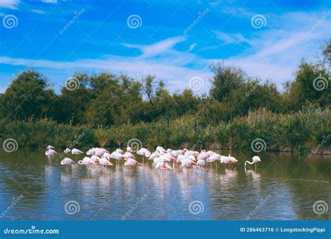 Pink Flamingos In The Regional Park Of The Camargue Stock Photo